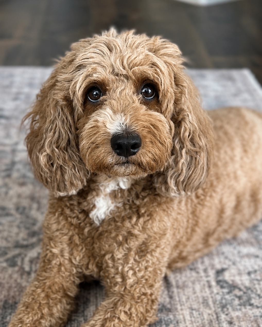 Roo, our apricot Goldendoodle