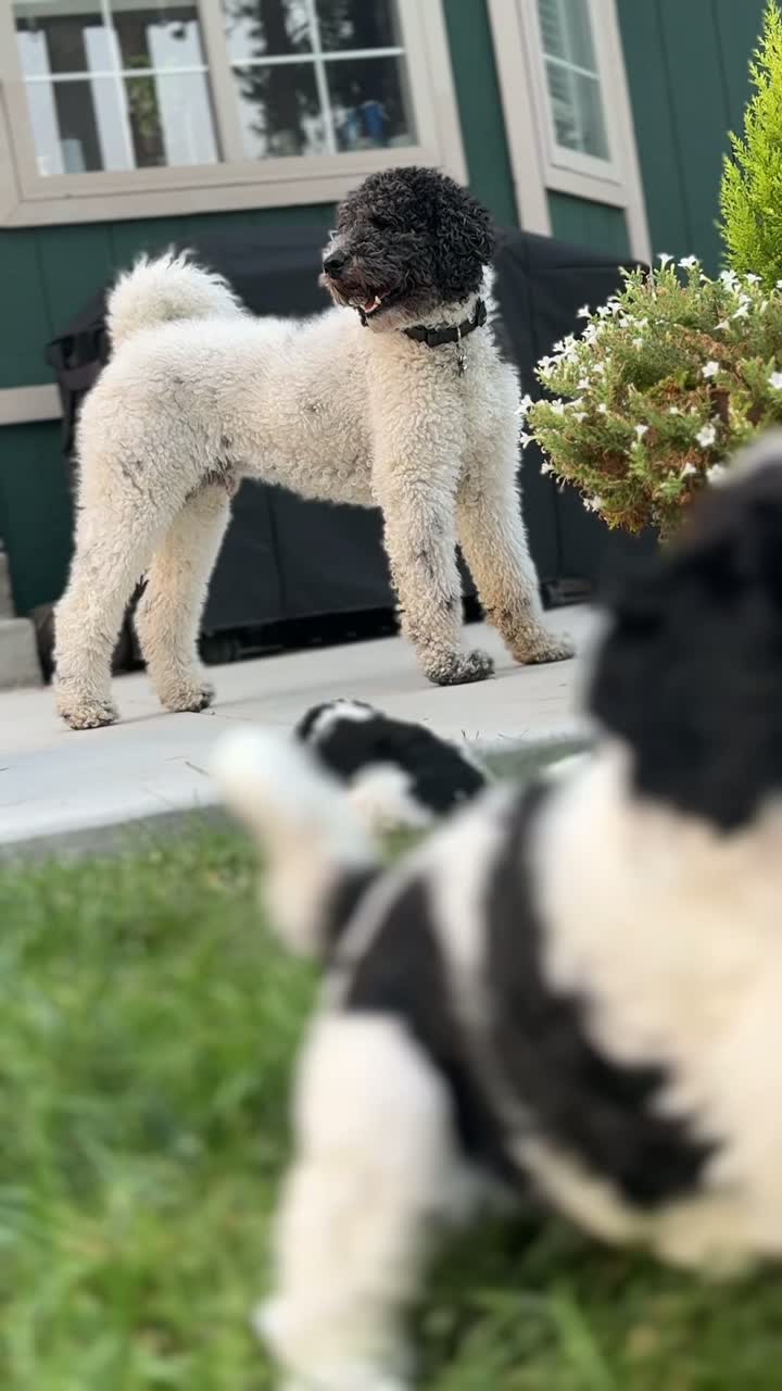 A Macaroonadoodles puppy at home