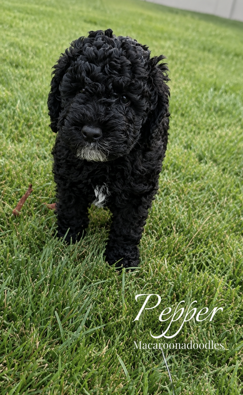 Pepper, a solid black doodle puppy standing in the grass
