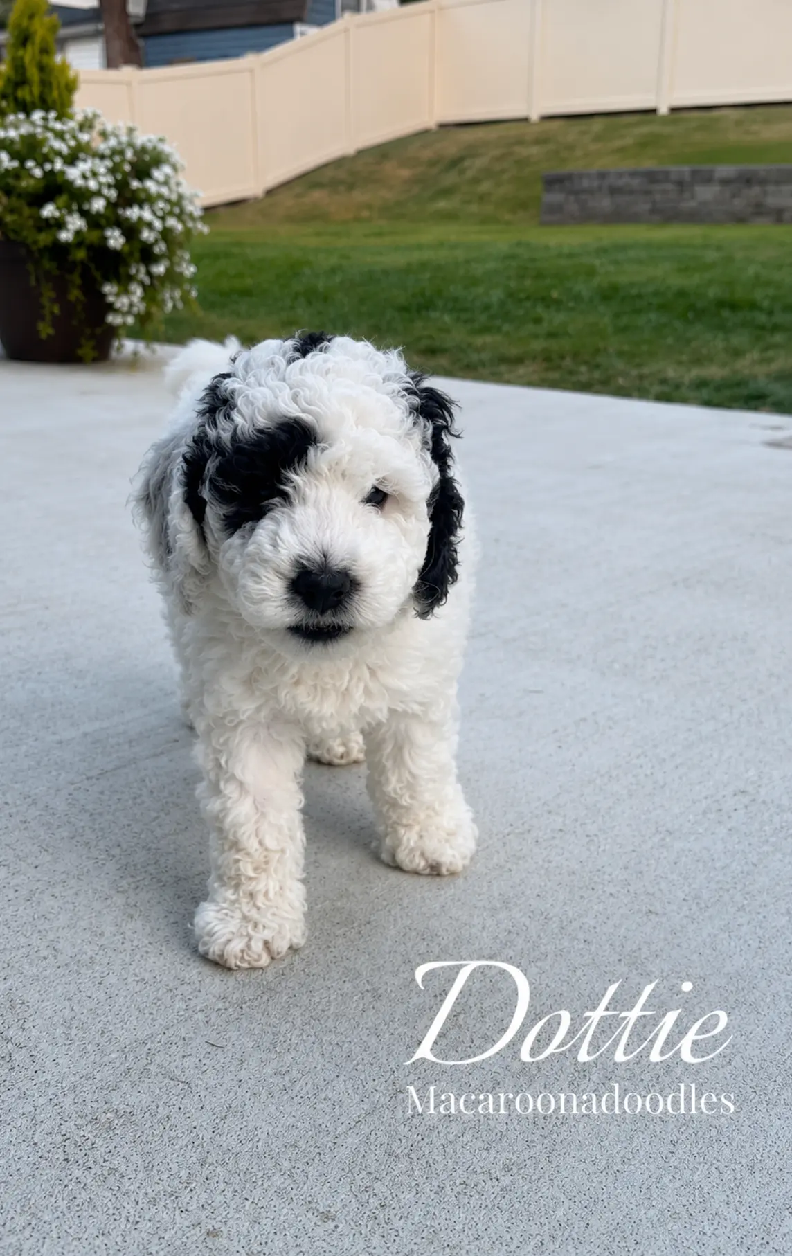 Dottie, a white doodle puppy with black markings sitting in the grass