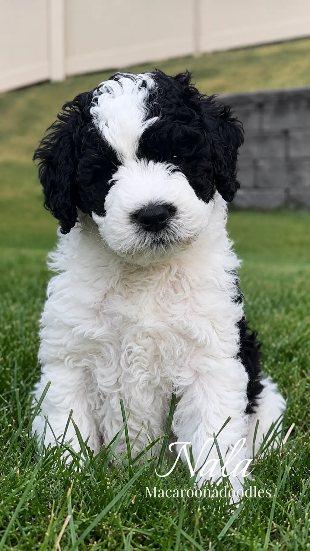 Nala, a black-and-white parti doodle puppy sitting in the grass