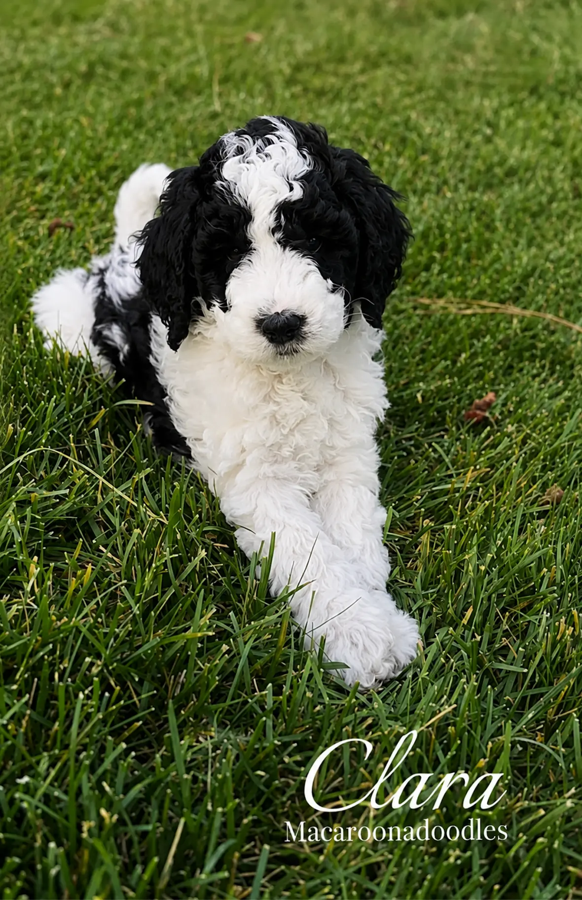 Clara, a black-and-white parti doodle puppy lying in the grass