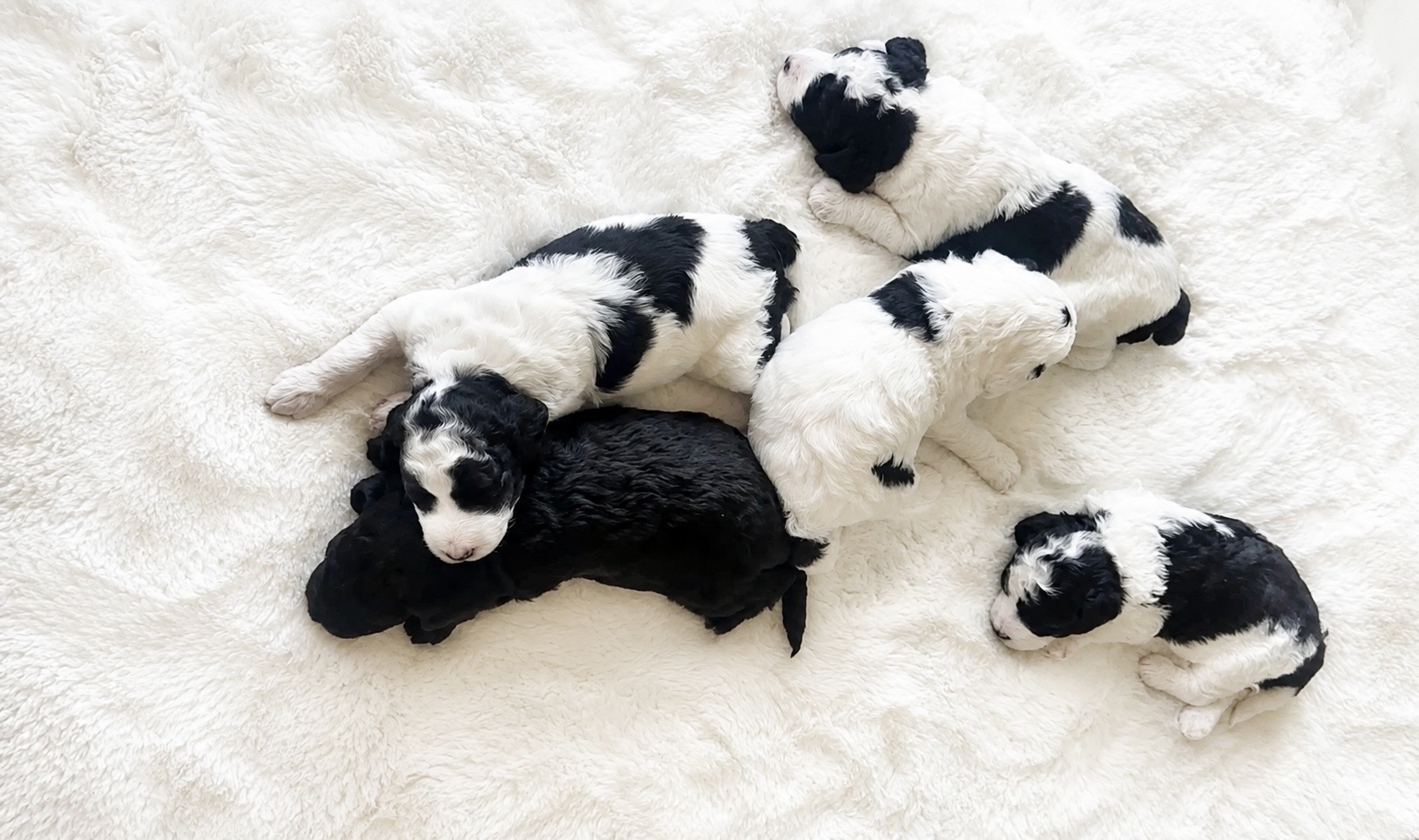 Five black-and-white parti doodle puppies resting on a soft white blanket