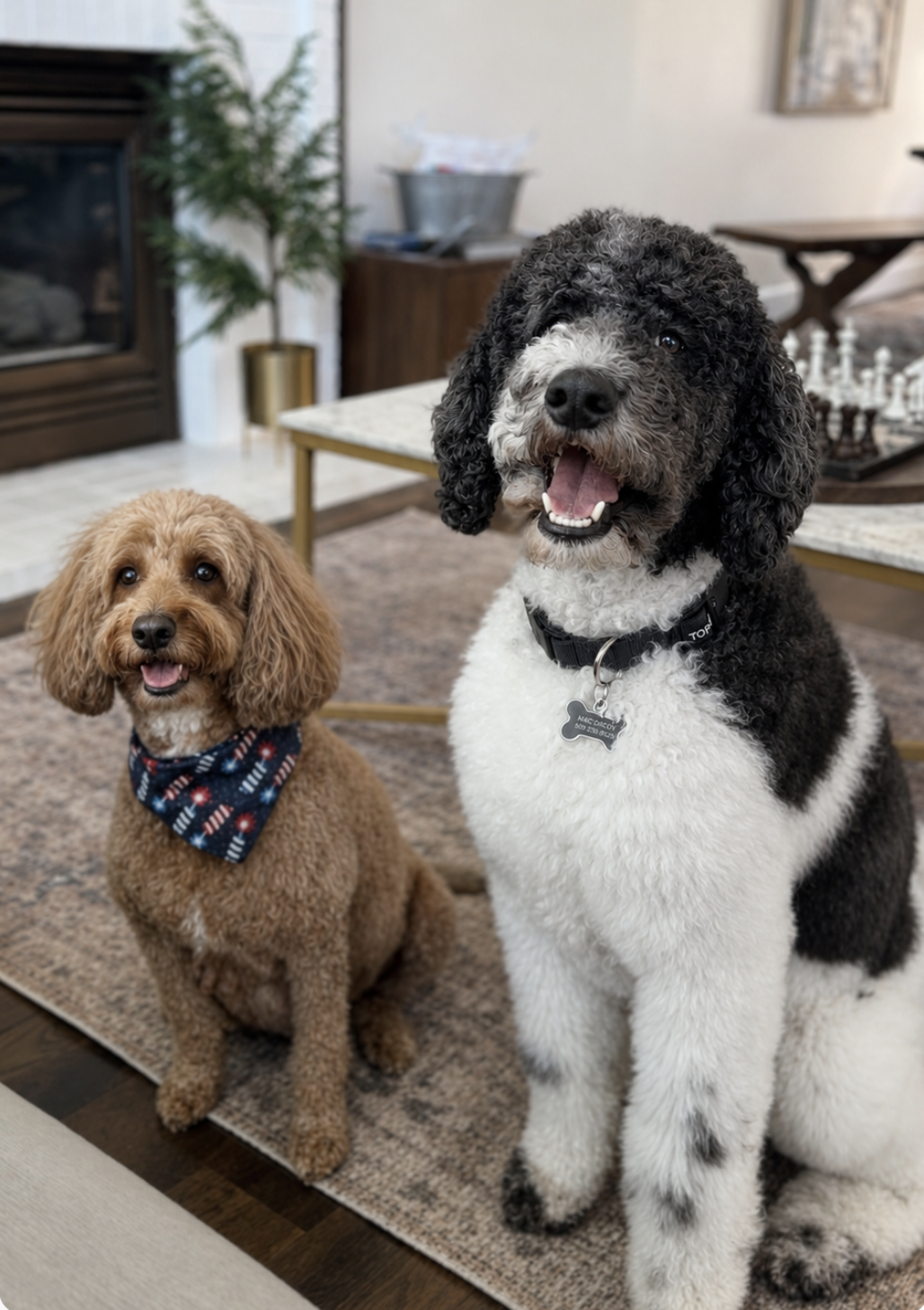 Mac and Roo, our Labradoodle and Goldendoodle, sitting together in the living room