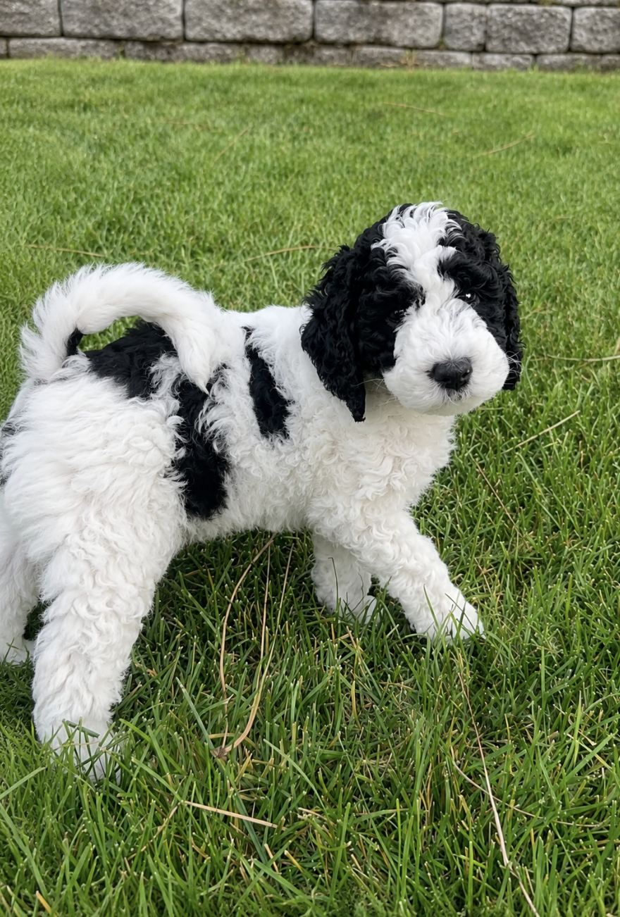 Zazu, a black-and-white parti doodle puppy playing in the grass